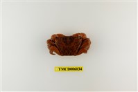 藏品(方形大額蟹)的圖片